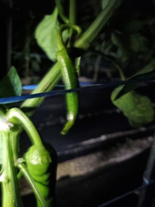 정민지호맘님의 고추 · 병해충상담 작성글 사진