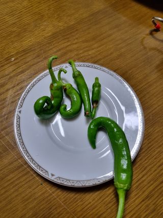 정민지호맘님의 고추 · 병해충상담 작성글 사진