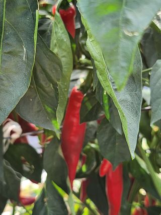 팜블리분매리농윈님의 고추 · 영농일지 작성글 사진