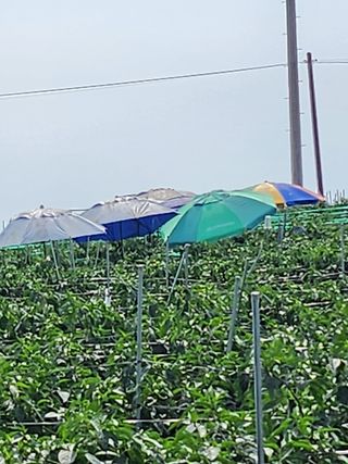 팜블리분매리농윈님의 고추 · 영농일지 작성글 사진