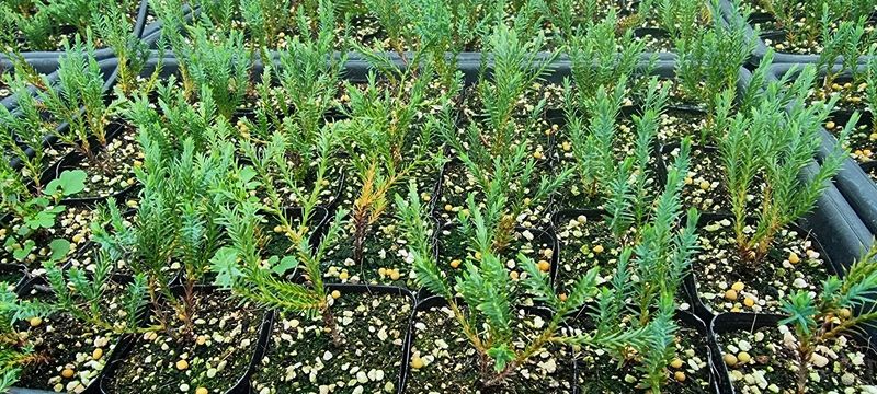 이선미님의 장터 판매 상품 [서양측백 보보잼(미스터볼링볼) 묘목 판매] 첨부 사진