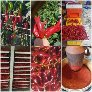 꿈드림뜨락님의 고추 · 일상 작성글 사진