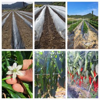 꿈드림뜨락님의 고추 · 일상 작성글 사진