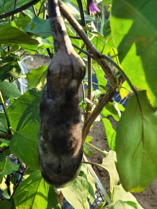 푸른하늘은하수님의 기타작물 · 병해충상담 작성글 사진