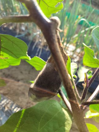 푸른하늘은하수님의 기타작물 · 병해충상담 작성글 사진