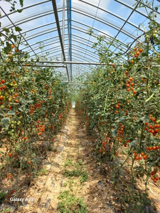 낙동농장님의 토마토 · 수확 작성글 사진