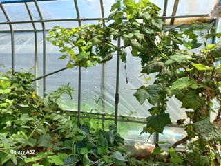 낙동농장님의 토마토 · 수확 작성글 사진