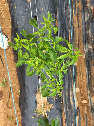 송영범님의 고추 · 병해충상담 작성글 사진