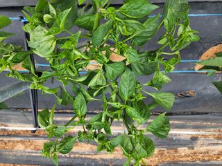 송영범님의 고추 · 병해충상담 작성글 사진