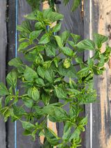 팜모닝 고추·병해충상담 게시글 이미지