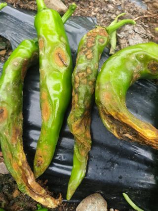 시금치11207님의 병해충 박멸! 살충제 추천 · 참여글 작성글 사진