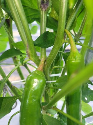 ...님의 고추 · 병해충상담 작성글 사진