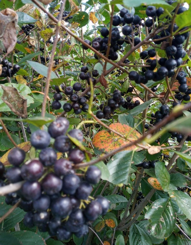 장터 상품 [아로니아 따 가세요] 썸네일