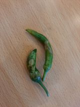 팜모닝 고추·병해충상담 게시글 이미지