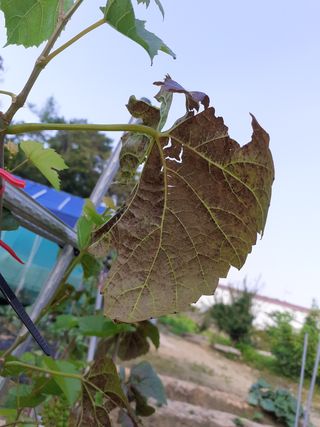 이봉기님의 포도 · 병해충상담 작성글 사진