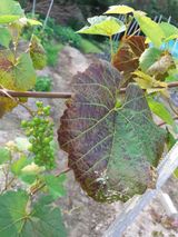 팜모닝 포도·병해충상담 게시글 이미지