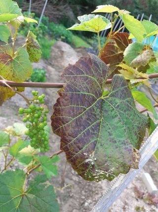 이봉기님의 포도 · 병해충상담 작성글 사진