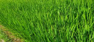 정희조님의 벼 · 자유게시판 작성글 사진