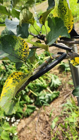 변관수님의 사과 · 병해충상담 작성글 사진