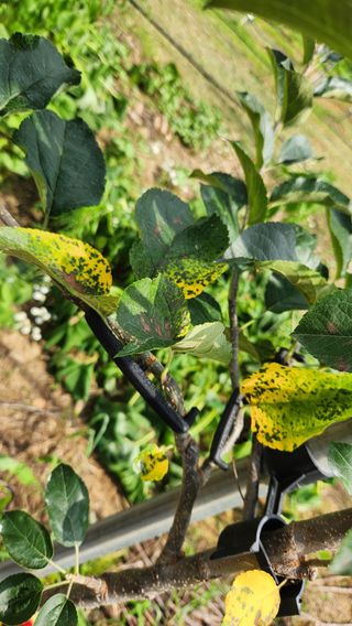 변관수님의 사과 · 병해충상담 작성글 사진