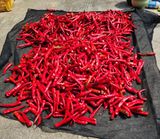 팜모닝 고추·영농일지 게시글 이미지