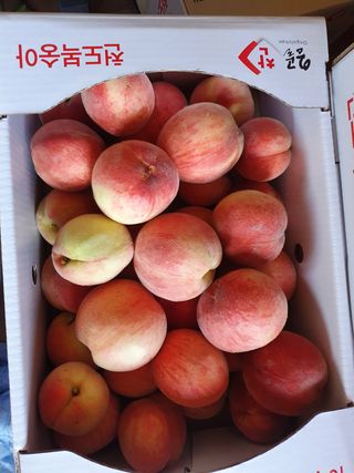 겨울바다가좋아님의 복숭아 · 병해충상담 작성글 사진