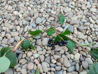 백낙준님의 자유주제 · 자유게시판 작성글 사진