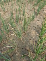 팜모닝 파·병해충상담 게시글 이미지