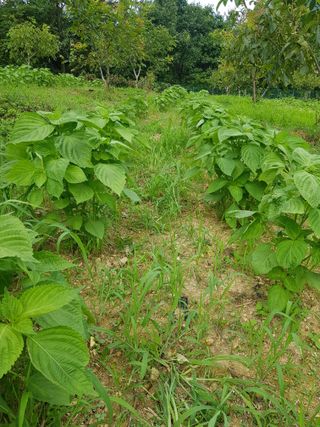 정석구님의 들깨 · 자유게시판 작성글 사진