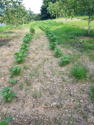 정석구님의 들깨 · 자유게시판 작성글 사진