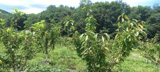 김근수회원님의 팜모닝 병해충 연구회 · 자유게시판 작성글 사진