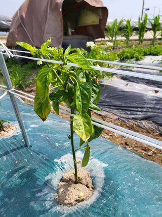 강기만님의 고추 · 병해충상담 작성글 사진