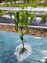 팜모닝 고추·병해충상담 게시글 이미지