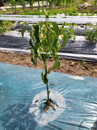 강기만님의 고추 · 병해충상담 작성글 사진