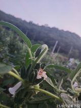 팜모닝 참깨·자유게시판 게시글 이미지