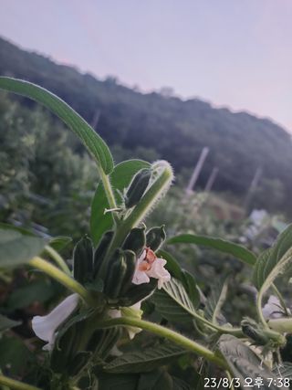정병무님의 참깨 · 자유게시판 작성글 사진