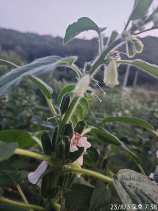 정병무님의 참깨 · 자유게시판 작성글 사진