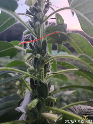 정병무님의 참깨 · 자유게시판 작성글 사진