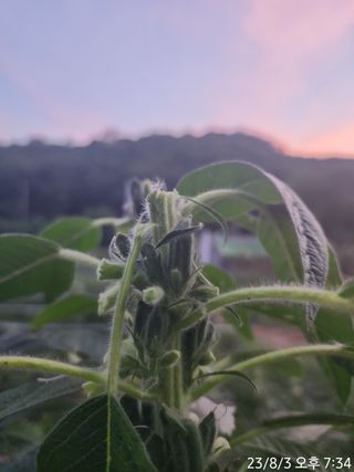 정병무님의 참깨 · 자유게시판 작성글 사진