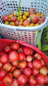 팜모닝 토마토·수확 게시글 이미지