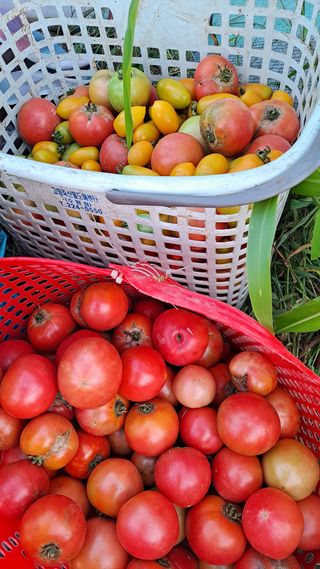 이애숙님의 토마토 · 수확 작성글 사진