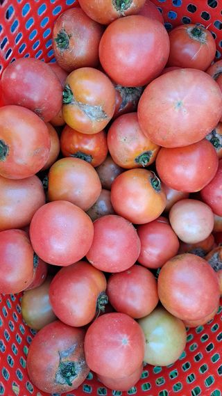 이애숙님의 토마토 · 수확 작성글 사진