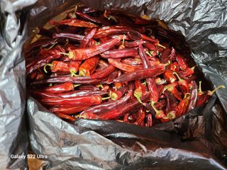 박해용(세건농장)님의 고추 · 수확 작성글 사진