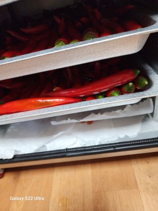 박해용(세건농장)님의 고추 · 수확 작성글 사진