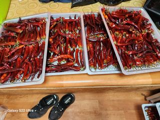 박해용(세건농장)님의 고추 · 수확 작성글 사진