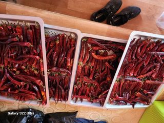 박해용(세건농장)님의 고추 · 수확 작성글 사진