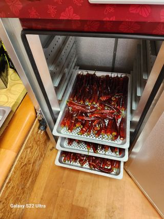 박해용(세건농장)님의 고추 · 수확 작성글 사진