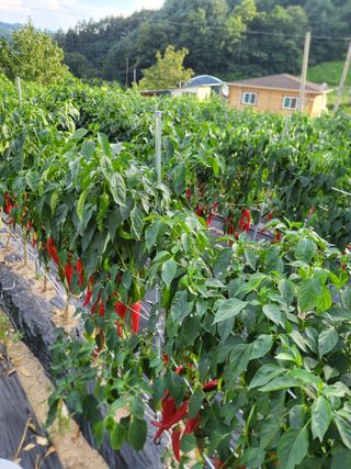 행복님의 고추 · 수확 작성글 사진