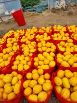 팜모닝 병해충 박멸! 살충제 추천·참여글 게시글 이미지