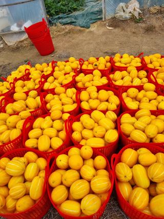 팜모닝회원,이중희 님의 병해충 박멸! 살충제 추천 · 참여글 작성글 사진